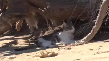 La plage aux Chats