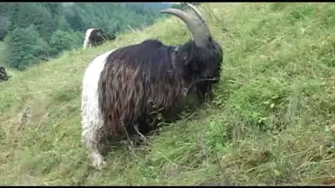 Les chèvres valaisanne à col noir