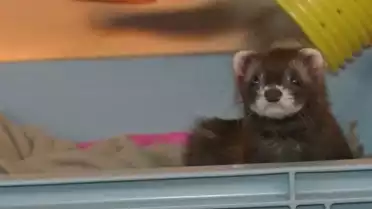 Adoptez des furets