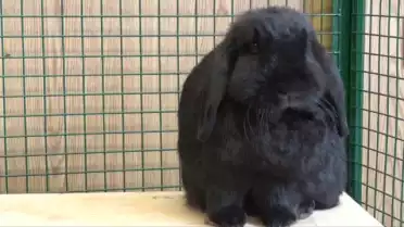 Une colline pour accueillir des lapins