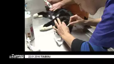 Le Zapping de La Télé