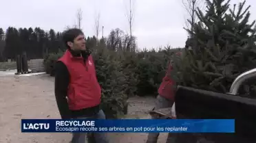 Ecosapin récolte ses arbres en pot pour les replanter