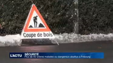 Plus de 50 arbres malades ou dangereux abattus à Fribourg