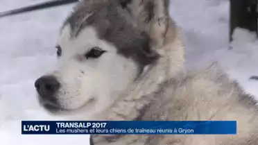 Les mushers se sont donnés rendez-vous à Gryon