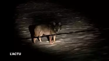 Un loup se balade dans la région de Bulle