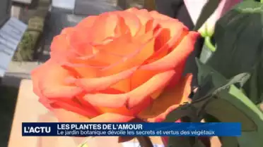 Les plantes de l&#039;amour