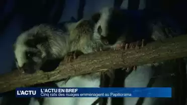 Cinq rats des nuages emménagent au Papiliorama