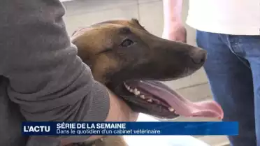 Découvrez le quotidien d&#039;un cabinet vétérinaire