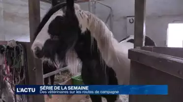 Dans le quotidien d&#039;un cabinet vétérinaire
