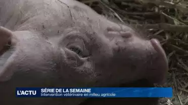 Suivez une intervention chirurgicale sur des porcelets