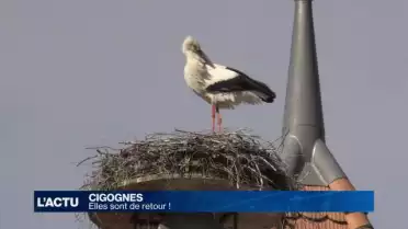 Les cigognes sont de retour