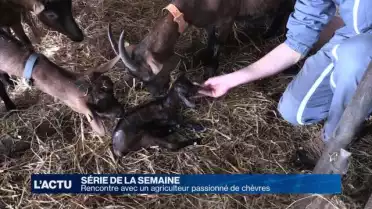 Heureux événement chez les chèvres de Prévonloup