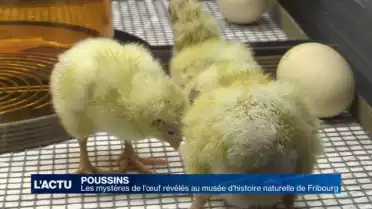 Les mystères de l’œuf révélés à Fribourg