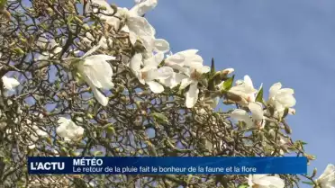 La pluie fait le bonheur de la faune et la flore