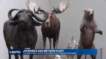 Taxidermiste, entre polyvalence et respect animalier