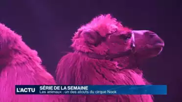 Les animaux, un des atouts du cirque Nock