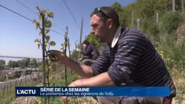 Le printemps chez les vignerons du Vully