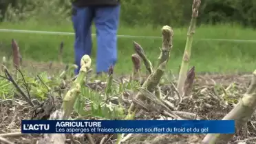 Asperges et fraises suisses ont souffert du froid et du gel