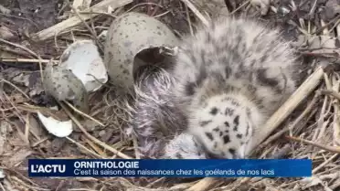 C&#039;est la saison des naissances chez les goélands de nos lacs