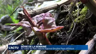 Au coeur du Parc naturel régional Gruyère Pays-d’Enhaut