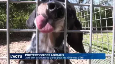 Gare aux solutions de garde pour animaux cet été