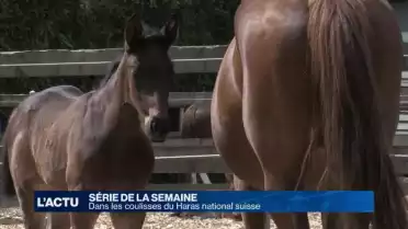 Les coulisses du Haras national suisse (1/4)