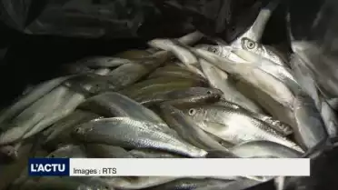 18'000 poissons ont été retrouvés mort au bord de la Sarine