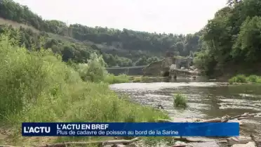 Pas de nouveaux cadavres de poissons au bord de la Sarine