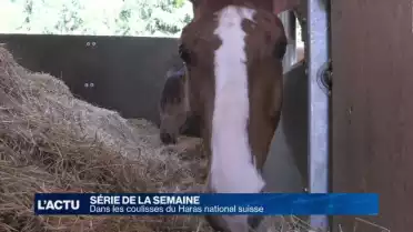 Dans les coulisses du Haras national suisse (4/4)