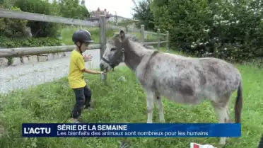 Zoothérapie : les bienfaits des animaux sont nombreux