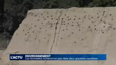 Les hirondelles nicheront en paix dans deux gravières