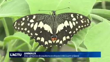 Des centaines de papillons présentés à Gland