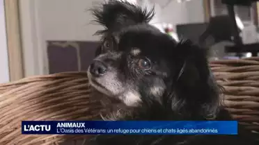 L&#039;Oasis des Vétérans: un refuge pour animaux âgés abandonnés