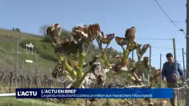 Le gel du mois d&#039;avril coûtera un million aux maraîchers