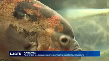 Apprendre les bons comportements avec les animaux