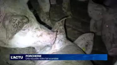 Maltraitance porcine, le scandale continue
