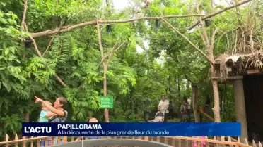 Le point sur la plus grande fleur du monde au Papiliorama