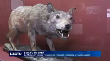 Succès inédit au Musée d&#039;Histoire Naturelle de Fribourg