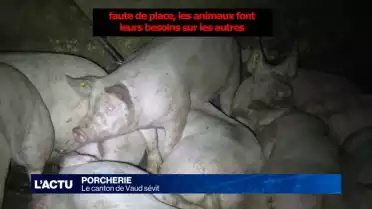 Le canton de Vaud sévit contre les porcheries