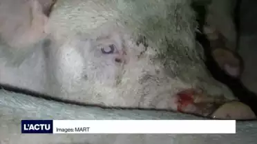 Les députés vaudois ne veulent plus de scandale porcin