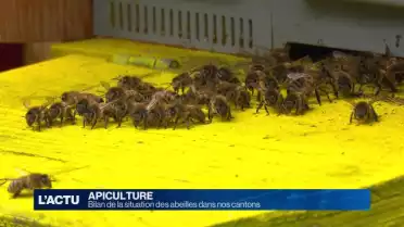 Bilan de la situation des abeilles dans nos cantons