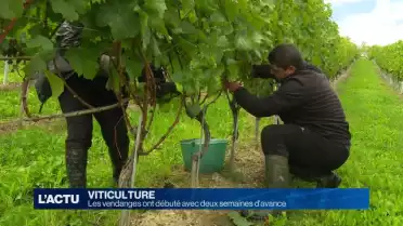 Les vendanges débutent avec deux semaines d&#039;avance