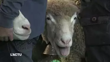 Le petit bétail à l'honneur à Bulle