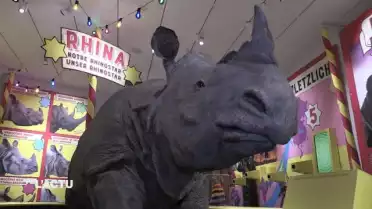 e rhinocéros est à l&#039;honneur au MHNF