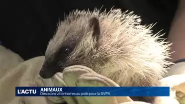 Des soins vétérinaires au poils pour la SVPA