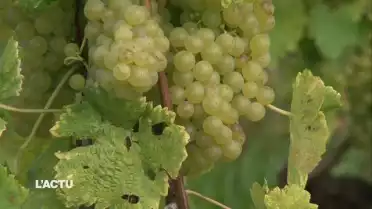 Un millésime 2017 "solaire" pour les vignobles vaudois