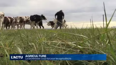 La sécheresse: coup dur pour les agriculteurs