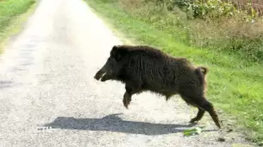 Le canton de Vaud réforme sa gestion des sangliers
