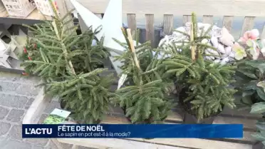 Le sapin en pot est-il à la mode?