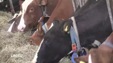 L'éradication de la diarrhée virale bovine en bonne voie